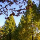 단원조각공원의 가을풍경 이미지