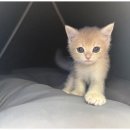 도그메리트 강아지 이미지