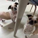 늘솔길애견미용실 이미지