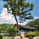정혜사 | 전주 정혜사 6월 풍경 | 완산칠봉 배경 예쁜 비구니 사찰