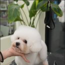 모여라 애견미용 이미지