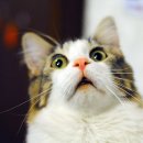 나만고양이없어 이미지