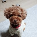 비슬동물병원 이미지