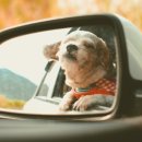 펫이동서비스 이미지