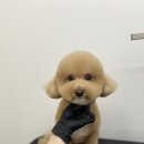 댕바이미 이미지