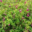 햇살맞이 민박 이미지