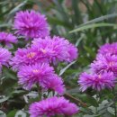 카페꽃길 이미지