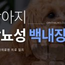 구지동물병원 네이버블로그