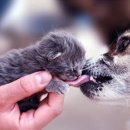 야옹이와 멍멍이 이미지