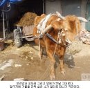 달구지