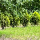 무양공원 놀이터(무양) 이미지