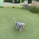 애견동반 밀양테마수영장
