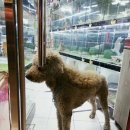 미인고로케