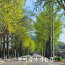 계룡산 갑사 황매화 이미지
