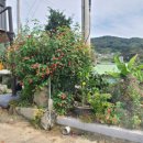 계족산산골보리밥 이미지