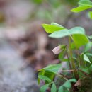 큰괭이밥 Oxalis obtriangulata Maxim. 이미지