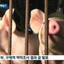 돼지두마리 이미지