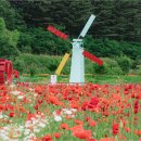 용수골꽃양귀비축제 이미지