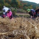경도인삼