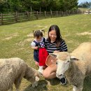 자가울목장 | 대관령 양떼목장 삼양목장 양몰이 양먹이 체험 평창 아기랑 가볼만한 곳