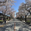 (주)에이팩 - 양산시 | 가마솥족발 보쌈은 비추, 마지막 벚꽃 커피템플 울산 코스트코까지!