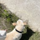 네발친구 이미지