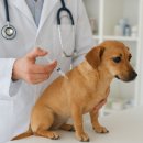 연합동물병원 | 🐾 법보다 빠른 동물의료… 검증되지 않은 실험이 퍼지고 있다