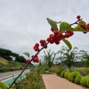 꽃보다 사랑 이미지