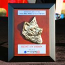 서울애견 이미지