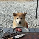 비발디 캠핑파크 이미지