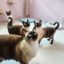 아이캣 고양이미용 호텔 이미지