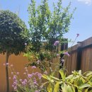 호화리안 이미지