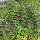 흑암농장 이미지