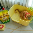 (주)연솔루션코리아 | 고양이 카사바모래 기호성 좋고 사막화 없는 더스트몬 토탈솔루션