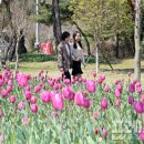 튤립 이미지