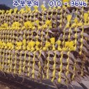 영광직판굴비 네이버블로그