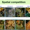 제주연안 연산호 군락지 | 세계해양포럼(WOF) 2025 서포터즈: 해양바이오 세션 총정리(2), 서포터즈 후기