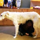 DOGZONE 네이버블로그