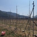 미래농업 | 청송 사과 다축재배 유인 작업이란? 미래농업학교 교육 후기까지