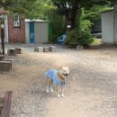 오늘리버독채펜션