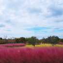 핑크뮬리 이미지