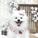 콩스몽스 이미지