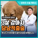 H 동물병원 | 청량리 동물병원 강아지 담낭점액종 수술 후기, 파열 직전 발견된 실제 사례