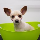 D&C 그루밍 샵 이미지