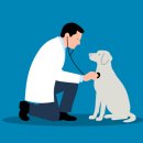 웰니스동물병원(고잔점) | 🐶반려동물 건강검진🐱