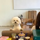 모몽더티하우스