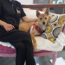 할리우드펫 이미지