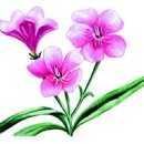 로즈베이2 (RoseBay2) 이미지