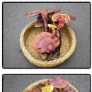 자연산약초나라 네이버블로그