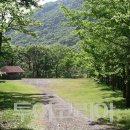 피톤치드 이미지